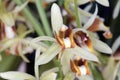 Orchid Coelogyne intermedium