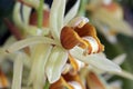 Orchid Coelogyne intermedium