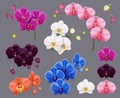 Orchid collection. Purple pink white exotic botanical flowers tropical decor plants for living or spa interior rooms