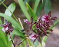 Orchid Colmanara Massai. Showy, fragrant, colorful flowers Royalty Free Stock Photo