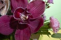 Orchid colorful flowers close up in a bouquet Royalty Free Stock Photo