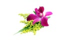Orchid corsage Royalty Free Stock Photo