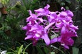 Orchid Costa Rica Guaria Morada
