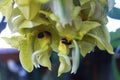 Orchid Of Costa rica, Torito, Stanhopea Confusa