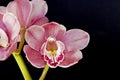 Orchid-Cymbidium