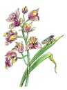 Orchid Cymbidium and cicada, hand drawing on white background isolated