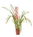 Orchid cymbidium flower Royalty Free Stock Photo