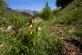 Cypripedium calceolus