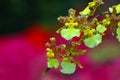 Orchid Dance