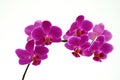 orchid - dark pink