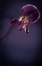 Orchid in darkside