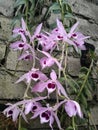 Orchid Dendrobium anosmum Royalty Free Stock Photo