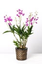 Orchid Dendrobium Berry Oda