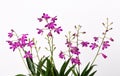 Orchid Dendrobium Berry Oda