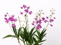 Orchid Dendrobium Berry Oda