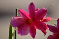 Orchid Dendrobium Berry Oda Pink Red Photograph Of A Single Flower. Nature Orchid Botanical Biology Phytology Flowers Plants