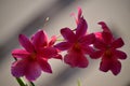 Orchid Dendrobium Berry Oda Pink Red Photograph Of A Stick Replete With Various Flowers. Nature Orchid Botanical Biology Phytology Royalty Free Stock Photo