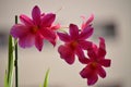 Orchid Dendrobium Berry Oda Pink Red Photograph Of A Stick Replete With Various Flowers. Nature Orchid Botanical Biology Phytology Royalty Free Stock Photo