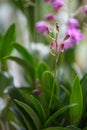 Orchid, Dendrobium Berry Oda. purple buds Royalty Free Stock Photo