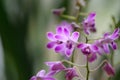 Orchid, Dendrobium Berry Oda. purple inflorescence