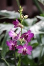 An orchid of the Dendrobium species, found in Southeast Asia, Australia, New Guinea, New Zealand and the Solomon Islands