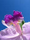 Orchid detail Royalty Free Stock Photo