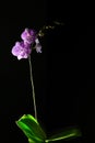 Orchid, different background