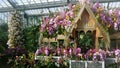 The Orchid Display inside a Glass House in Kew Gardens London Uk