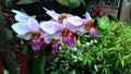 Orchid - Doritis pulcherrima