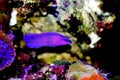 Orchid Dottyback - Pseudochromis fridmani Royalty Free Stock Photo