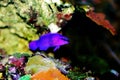 Orchid Dottyback - Pseudochromis fridmani Royalty Free Stock Photo