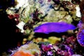 Orchid Dottyback - Pseudochromis fridmani Royalty Free Stock Photo