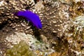 Orchid dottyback (pseudochromis fridmani) Royalty Free Stock Photo