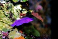 Orchid Dottyback - Pseudochromis fridmani Royalty Free Stock Photo