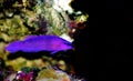 Orchid Dottyback - Pseudochromis fridmani Royalty Free Stock Photo