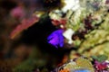 Orchid Dottyback - Pseudochromis fridmani Royalty Free Stock Photo