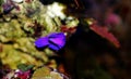 Orchid Dottyback - Pseudochromis fridmani Royalty Free Stock Photo