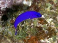 Orchid dottyback Royalty Free Stock Photo