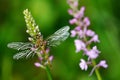 Orchid with dragonfly, Common Fragrant Orchid, Gymnadenia conopsea, flowering European terrestrial wild orchid in nature habitat.