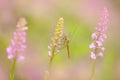 Orchid with dragonfly, Common Fragrant Orchid, Gymnadenia conopsea, flowering European terrestrial wild orchid in nature habitat.