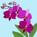 263 orchid, vector illustration, isolate on a blue background