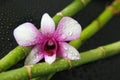 An orchid with drops of water in macro mode posed on wet bamboo on black background Royalty Free Stock Photo