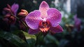 Orchid, enchanting in nature-closeups