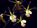Orchid: Encyclia alata Royalty Free Stock Photo