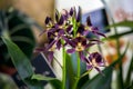 Orchid encyclia black comet