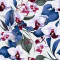 Orchid Enigma Unveiled Seamless Charm