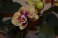 Orchid of falenopsis, orchid, room orchid, tiger orchid