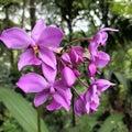 Natural Orchid flower Sri lanka Royalty Free Stock Photo