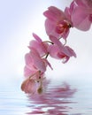 Orchid in flood Royalty Free Stock Photo