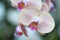 Orchid flosers Royalty Free Stock Photo